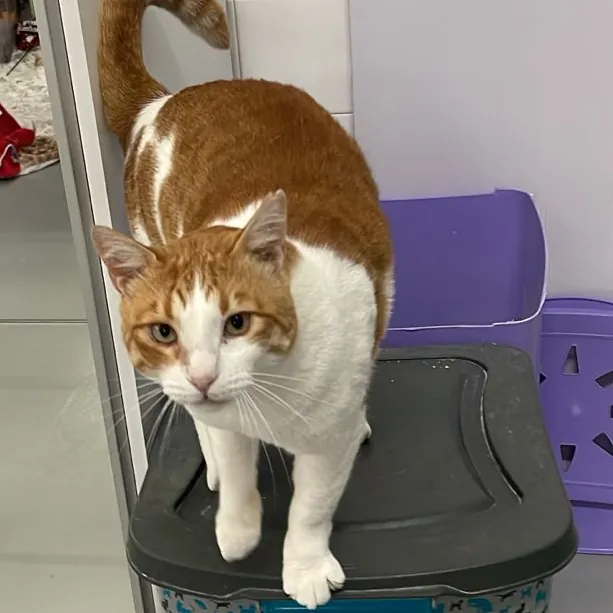 Arthur, a ginger and white cat, standing on top of a laundry basket