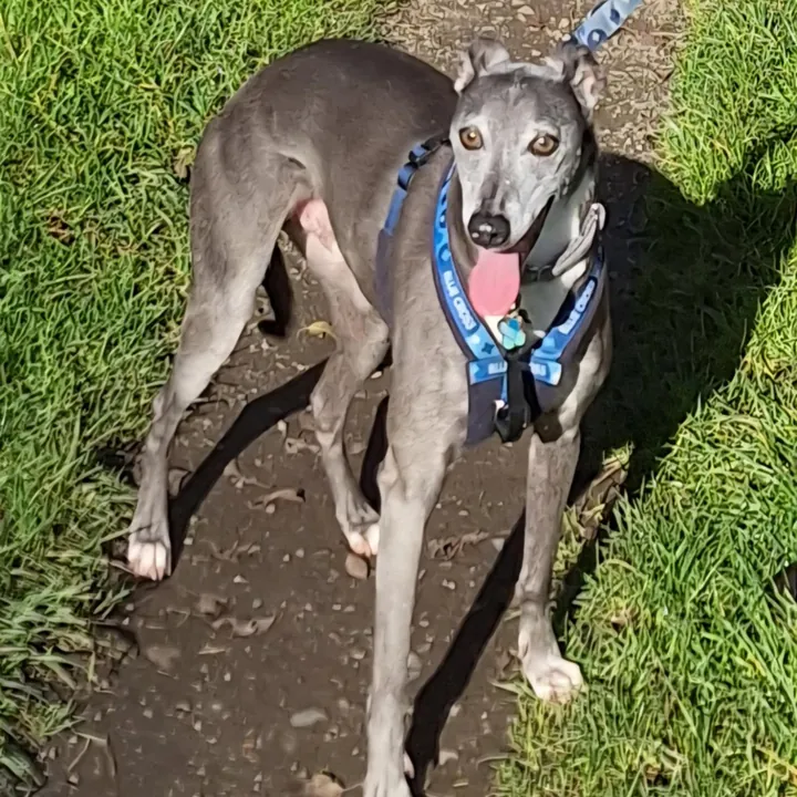 Bowie, a grey whippet in a blue harness, standing on a grassy path