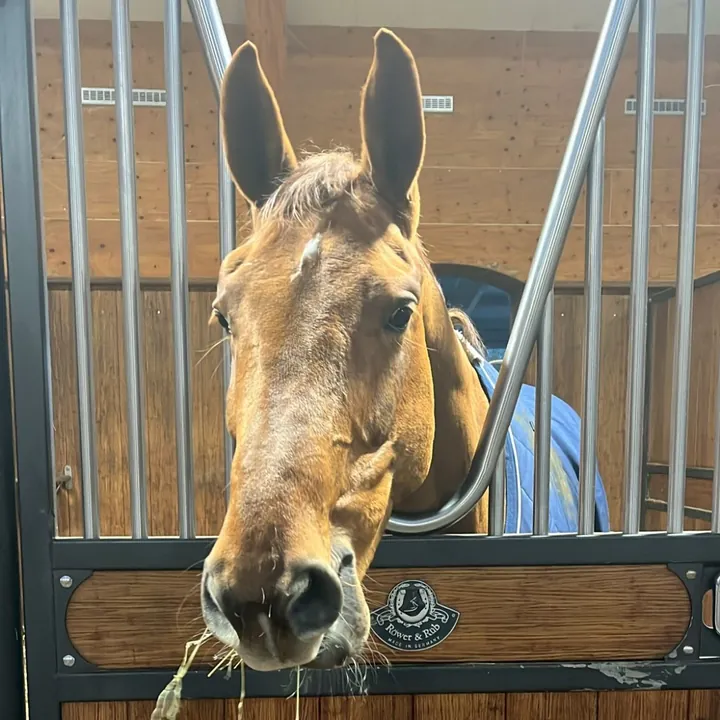 A bay horse looking out from his stable