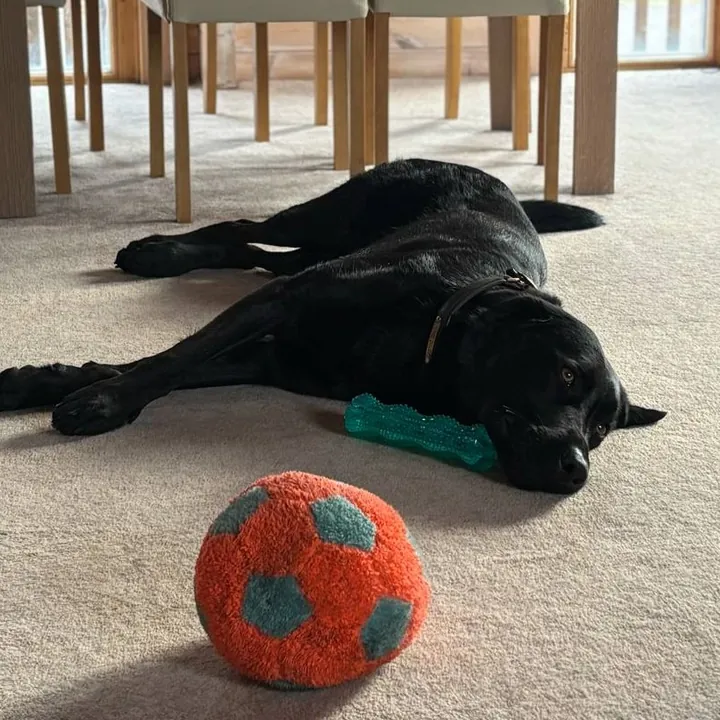 Scooby, a black Labrador, stretched out asleep on a carpet next to a ball