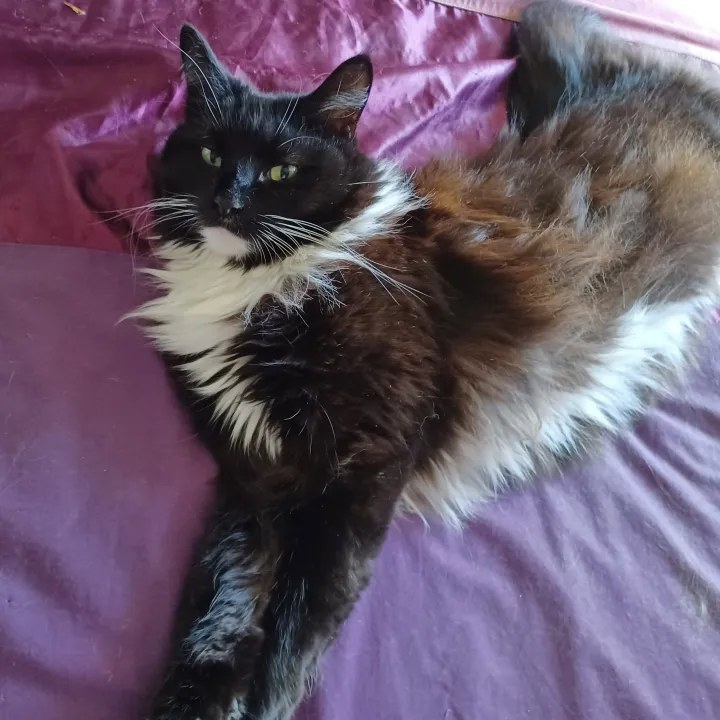 Shelby, a long-haired black and white cat, stretched out on a purple bedspread
