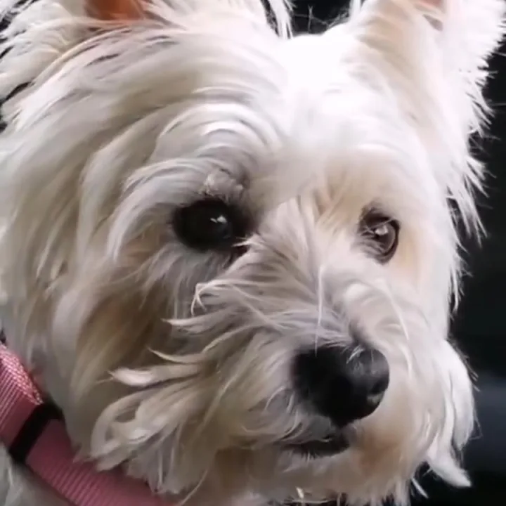 Tallulah, a small white fluffy terrier in a pink collar