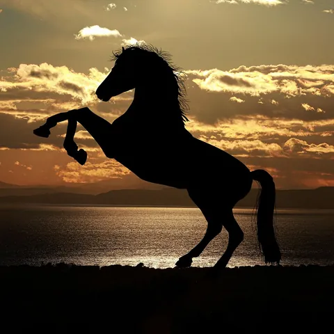 The silhouette of a horse rearing against a sunset over the sea