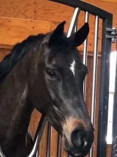 A dark bay horse with a white star looking out over a stable door