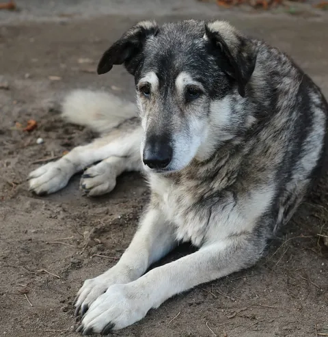 An elderly grey-muzzled dog lying calmly on the ground