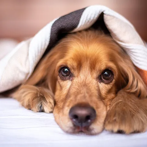 A golden spaniel resting its chin on a bed, peeking out from under a blanket