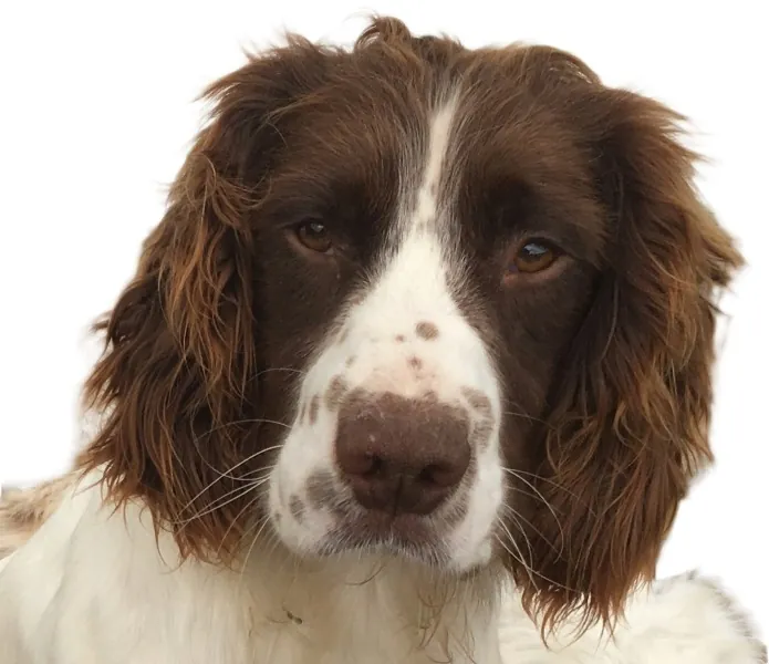 A brown and white springer spaniel looking straight at the camera
